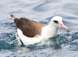 Laysanalbatros, Laysan Albatross, Phoebastria immutabilis