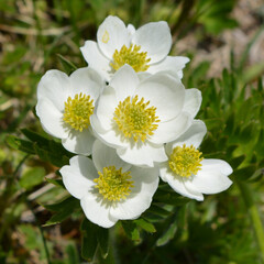 White anemone flowers