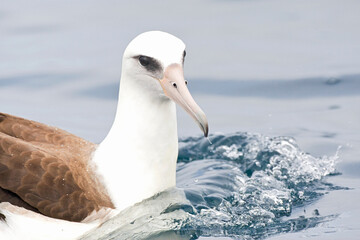 Laysanalbatros, Laysan Albatross, Phoebastria immutabilis