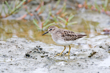 Kleinste Strandloper, Least Sandpiper, Calidris minutilla