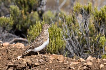 Patagonische Kwartelsnip, Least Seedsnipe, Thinocorus rumicivorus