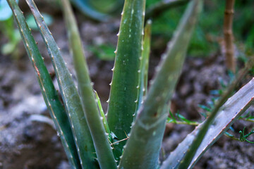 Alovera Plant Close Shot beautiful