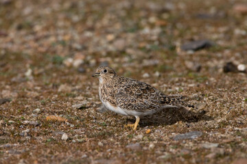 Patagonische Kwartelsnip, Least Seedsnipe, Thinocorus rumicivorus