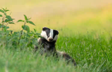 Badger, Scientific name: Meles Meles.  Wild, native, Eurasian badger relaxing and grooming in a...