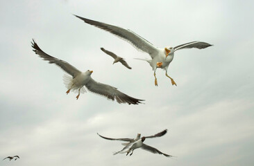 Kleine Mantelmeeuw, Lesser Black-backed Gull, Larus fuscus