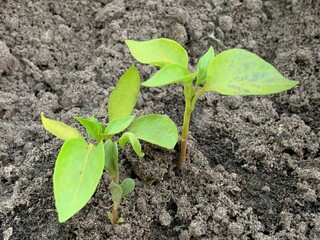 Seedlings of bell pepper close-up growing in the ground.