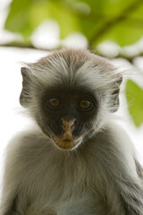 Kirk's Red Colobus Monkey in the Jozani Forest in Zanzibar, Tanzania