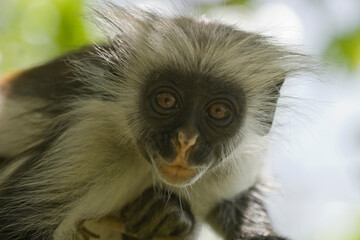 Kirk's Red Colobus Monkey in the Jozani Forest in Zanzibar, Tanzania