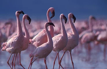 Fotobehang Lesser Flamingo, Kleine Flamingo, Phoeniconaias minor © AGAMI
