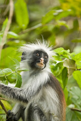 Naklejka na ściany i meble Kirk's Red Colobus Monkey in the Jozani Forest in Zanzibar, Tanzania