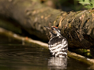 Kleine Bonte Specht, Lesser Spotted Woodpecker, Dendrocopus minor