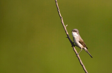Braamsluiper, Lesser Whitethroat, Sylvia curruca