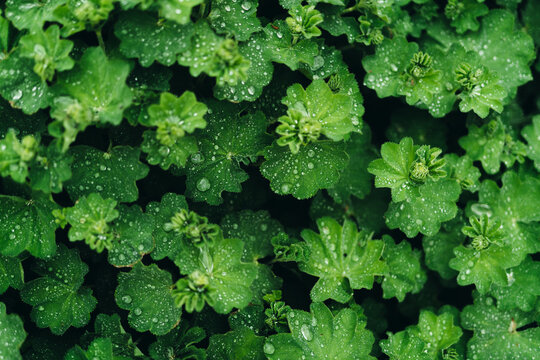 Leaves with water drops on them