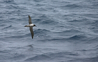 Light-mantled Sooty Albatross, Roetkopalbatros, Phoebetria palpebrata