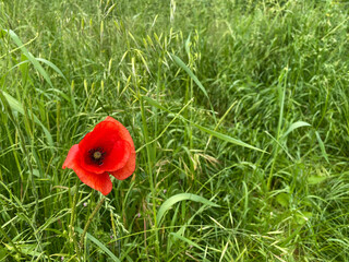Wild poppies in a grass meadow.