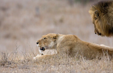 Afrikaanse Leeuw, African Lion, Panthera leo