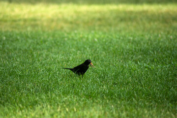 Portrait of one blackbird with an earthworm in its beak standing in the grass