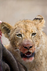 Obraz premium Afrikaanse Leeuw, African Lion, Panthera leo