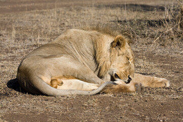 Fototapeta premium Afrikaanse Leeuw, African Lion, Panthera leo
