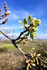 spring leaves on a branch