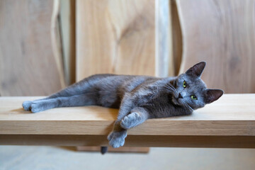 Gray cat resting on the wooden table
