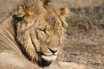 Afrikaanse Leeuw, African Lion, Panthera leo
