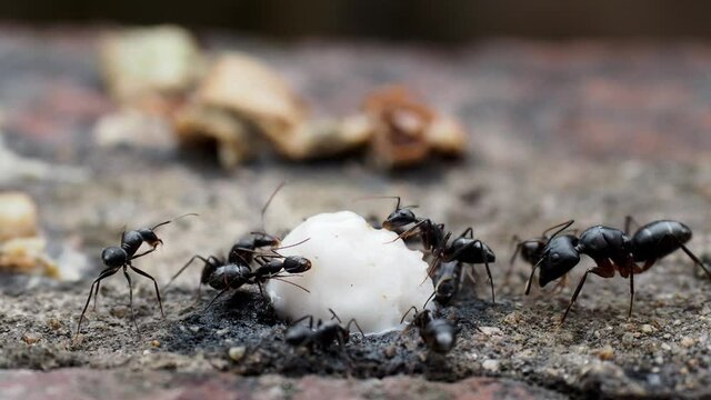 Black ants on a natural background. Messor structor eats. line of ants  on sweet lying on the road.