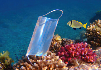 Discarded protection mask hooked on coral reefs in the  Red Sea. Coronavirus is contributing as...
