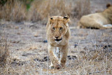 Afrikaanse Leeuw, African Lion, Panthera leo