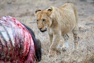 Afrikaanse Leeuw, African Lion, Panthera leo