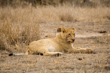 Afrikaanse Leeuw, African Lion, Panthera leo