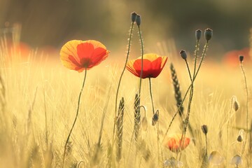 Poppies in the field at sunset