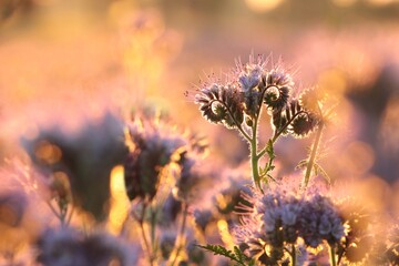 Lacy phacelia in the field during sunrise