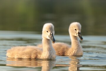 Young swans in the pond at sunset