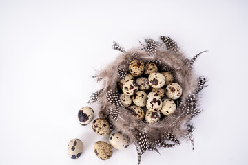 Obraz premium Wachteleier im Federkörbchen