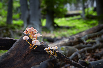 Mycena renati