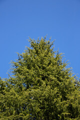 tree branches with young green leaves on a blue sky background