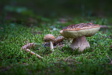 Boletus edulis