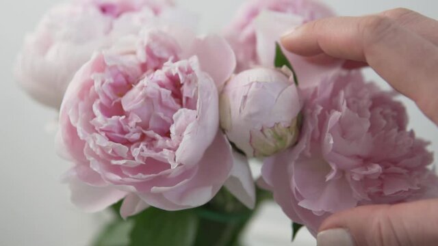 Close-up, the woman's hand touches a bouquet of pink peonies and removes the fallen petal.