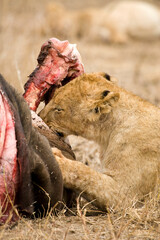 Afrikaanse Leeuw, African Lion, Panthera leo