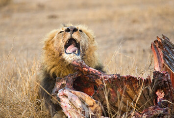 Afrikaanse Leeuw, African Lion, Panthera leo