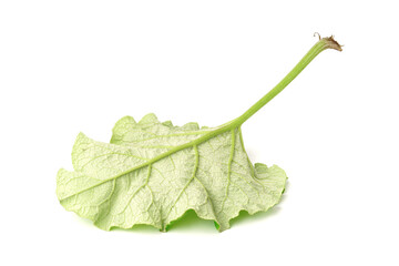 green burdock leaf isolated on white . burdock - medicinal plant