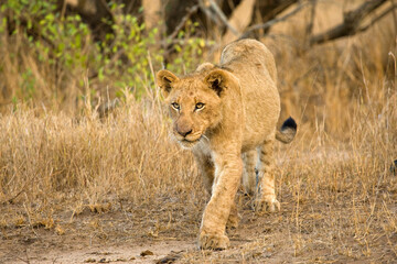 Afrikaanse Leeuw, African Lion, Panthera leo