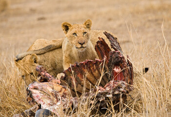 Afrikaanse Leeuw, African Lion, Panthera leo