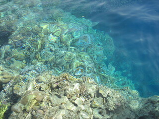 Fototapeta premium Scenic seascape with coral fish near coral reef in the Red Sea. Scuba diving in clear transparent water of the Red Sea.