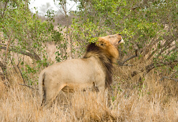Afrikaanse Leeuw, African Lion, Panthera leo