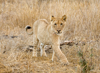 Afrikaanse Leeuw, African Lion, Panthera leo