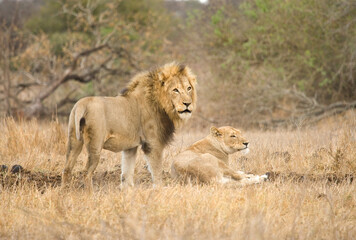 Naklejka na ściany i meble Afrikaanse Leeuw, African Lion, Panthera leo