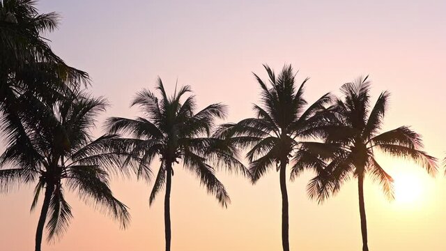 Coconut Palms Silhouette Against Golden Sunset at Miami Beach.Tops of palm trees against background of sunny sky. View of branches palms at the sunset. Summer traveling vacation and tropical concept
