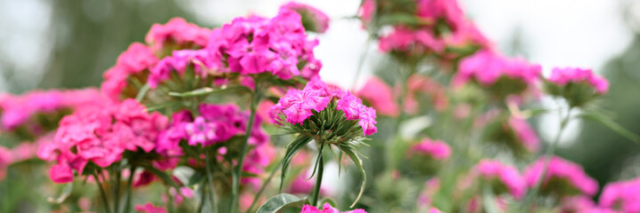 pink turkish carnation bush flower in full bloom on a background of blurred green leaves, grass and sky in the floral garden on a summer day. banner